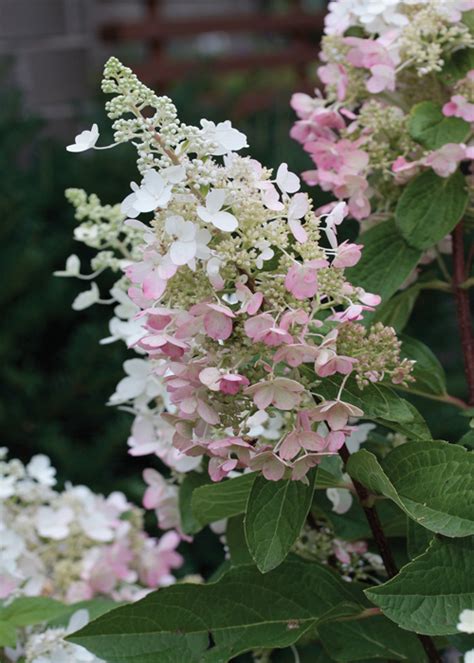 Pinky Winky Hydrangea • Kiwi Nurseries Ltd