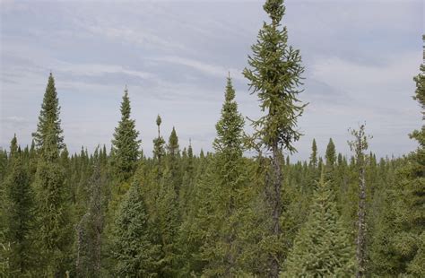 Death of a spruce tree: Study of black spruce forest means trees might ...