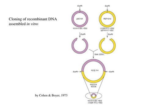 PPT - Ch. 4 Molecular cloning Methods PowerPoint Presentation, free download - ID:2952018