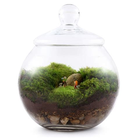 How to Grow Moss For a Terrarium | Make A Terrarium!