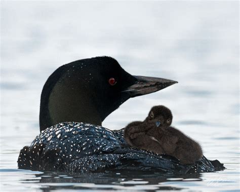 Baby Loon! - Webster Lake Association