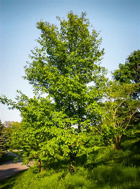 Chojuro Asian Pear Trees For Sale Online | The Tree Center