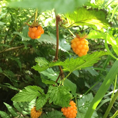 Salmonberry – Alaska Berry Blog