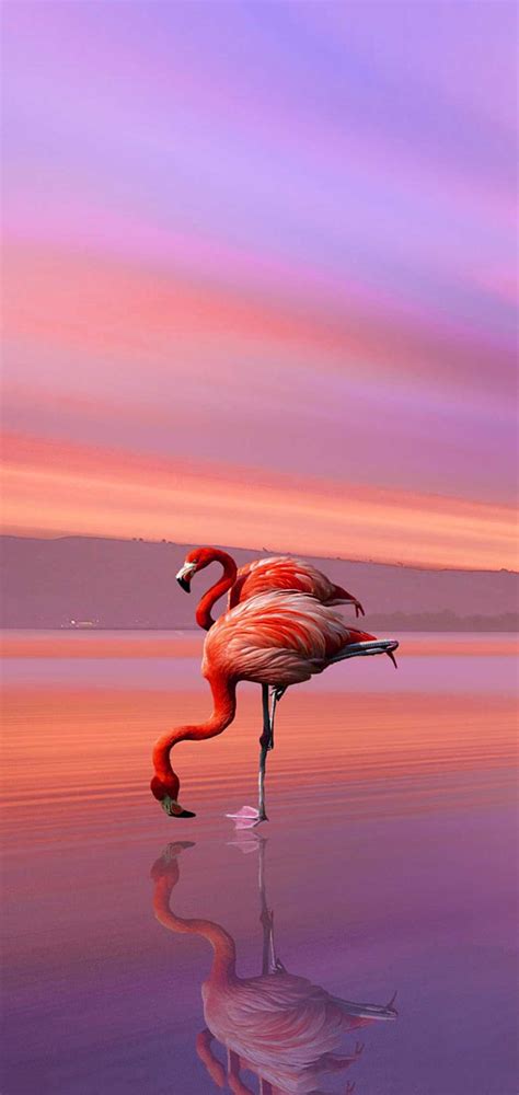 Flamingo Wallpaper - iXpap