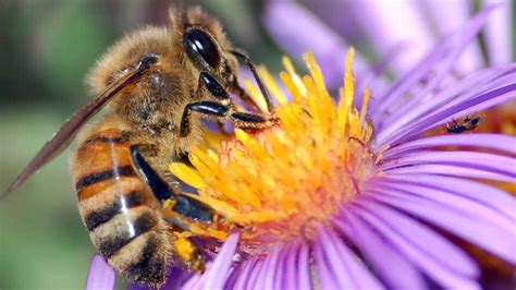 Bees And Flowers Mutualism : Early Arrival Of Spring Disrupts The ...