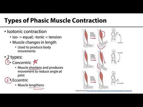 MSK Skeletal Muscle Tissue - Types of Contraction - YouTube