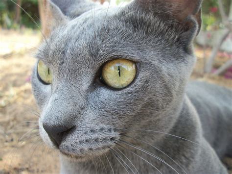 cat L'OJOS AZULES - Hledat Googlem | Cat breeds, Russian blue cat, Korat cat