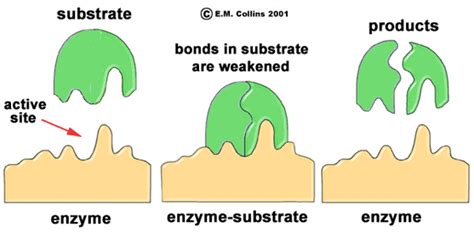 Enzyme - Notes - Biology | Mrs. McComas