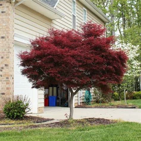 Bloodgood Japanese Maple Tree Pictures ~ Bloodgood Maple Acer Japanese Palmatum Tree Tag ...