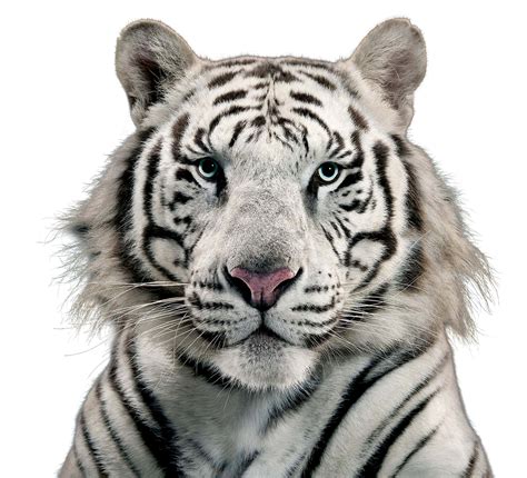 White Tiger Clipart Transparent Background White Tiger Face Png Png | My XXX Hot Girl