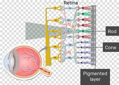 Retinal Ganglion Cell Neuron Peripheral Vision Definition Transparent | Hot Sex Picture