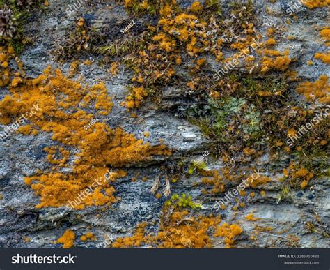 57 Yellow Mustard Algae Images, Stock Photos & Vectors | Shutterstock