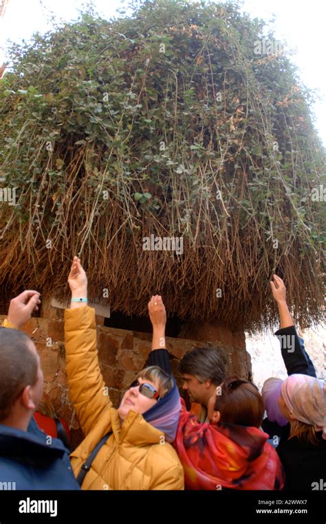 The Burning Bush at St Catherine's Monastery at the foot of Mount Stock Photo, Royalty Free ...