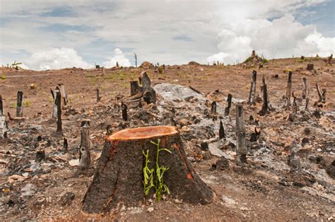 How Deforestation Works | HowStuffWorks