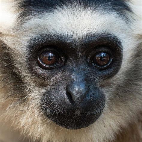 Sponsor a Pileated Gibbon - Wildlife Alliance