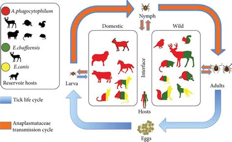 Tick-borne pathogen transmission. This image shows the life cycle of ...