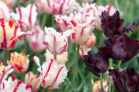 Parrot Tulip Plant: Care and Growing Guide