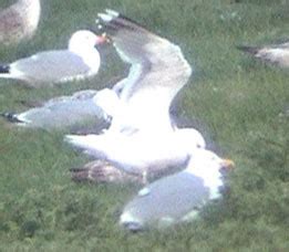 Surfbirds.com - Hybrid Gulls Breeding in Belgium by Peter Adriaens