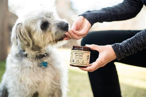 Is THC Bad For Pets? How Much THC Is Safe For Dogs?