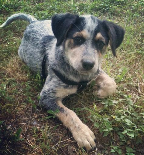 Blue Heeler Foxhound Mix - aspca kills animals