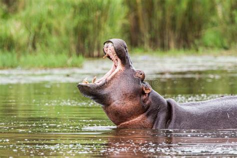 669 Female Hippopotamus Stock Photos - Free & Royalty-Free Stock Photos ...