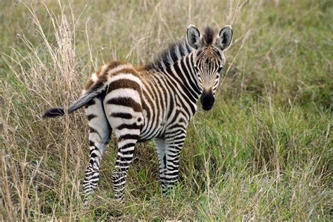 Zebrafohlen - Schöpfung