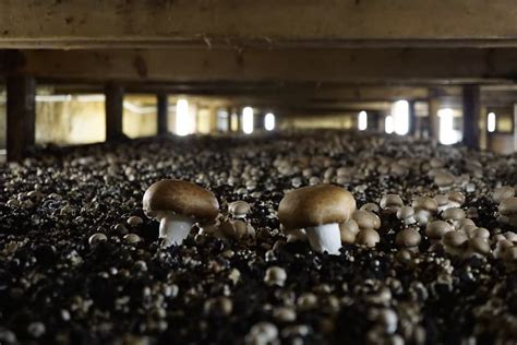 Archives des champignon de paris brun - Cultiver les champignons