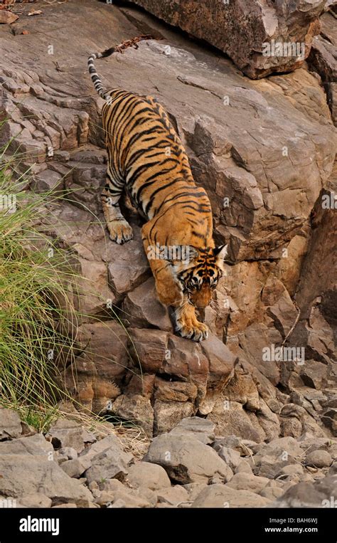 A young tiger jumping over rocks in a forest path in Ranthambore ...