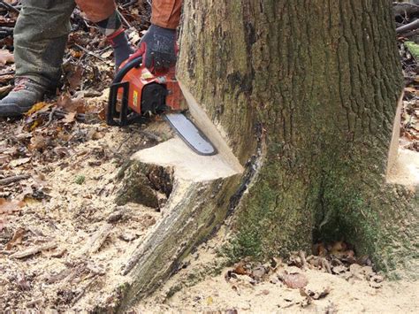 Peplers In Rye: CS32 Medium Tree Felling chainsaw course - felling oaks