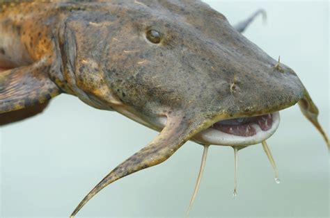 Goonch Catfish (Giant Catfish) Facts, Habitat, Diet, Pictures