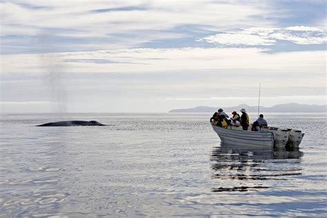 How to Go Whale Watching in Baja California Sur, Mexico