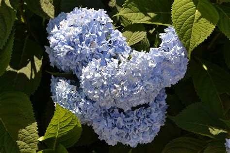 Endless Summer Hydrangea ® is a colorful shrub that blooms all summer.