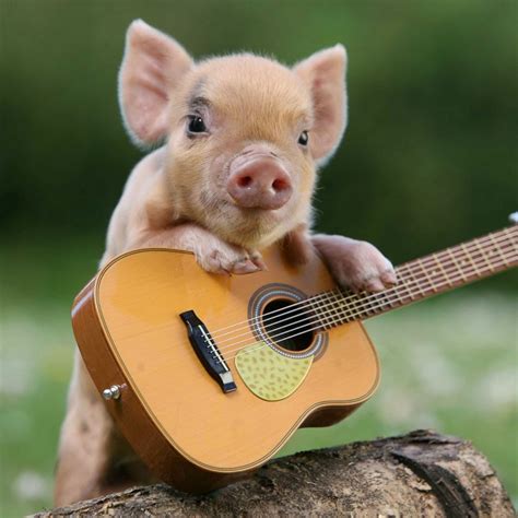 2048x2048 Wallpaper pig, little pig, guitar | Cute animals, Cute baby animals, Cute piggies