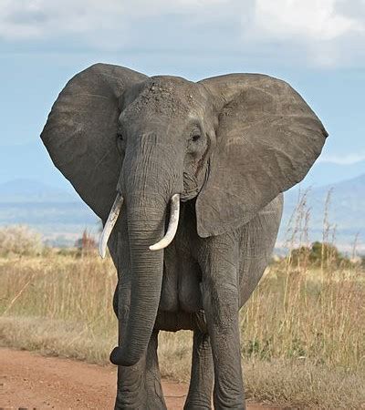 戦争で荒廃したソマリアに、1頭の象が帰ってきた！ · Global Voices 日本語