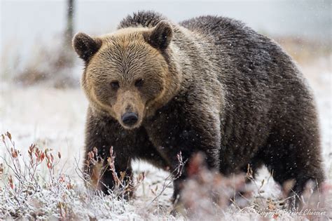 Bear Photography in Finland