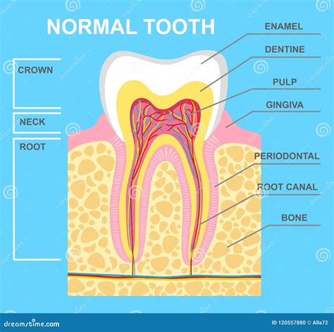 Illustration of Human Tooth Diagram. Tooth Structure Vector Illustration Stock Vector ...