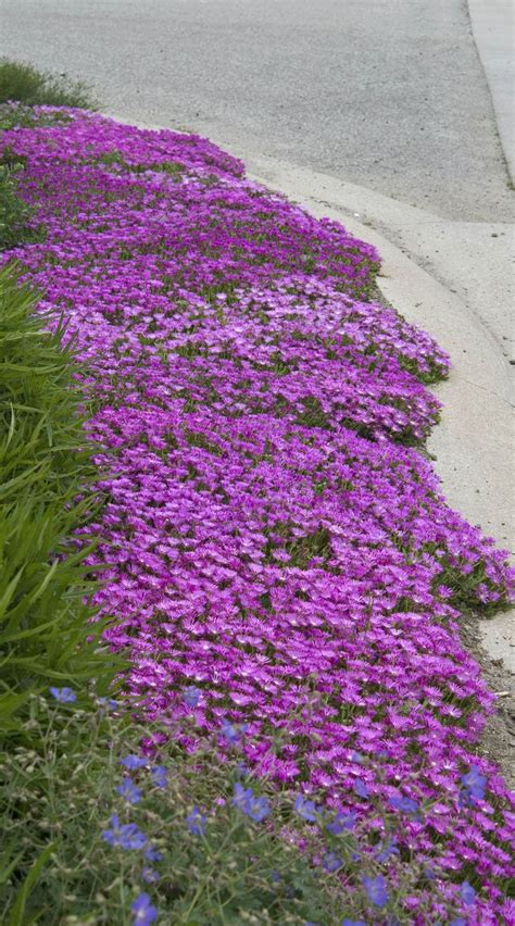 Drought Tolerant Flowers Texas