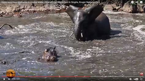 Elephant gets surprise when it steps on submerged hippo | Lowvelder