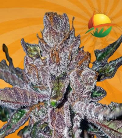 BUY Tropicana Cookies Purple Marijuana Seeds