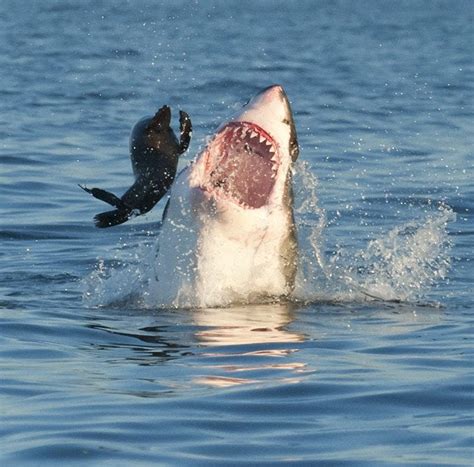 Great white shark hunting a seal : r/photoshopbattles