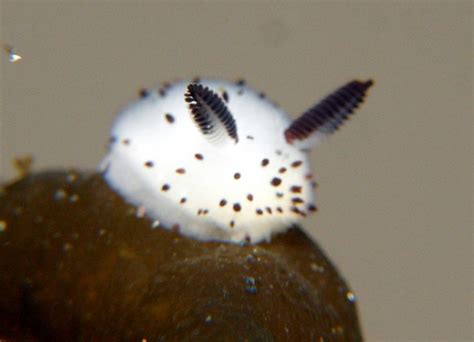 The Adorable Science Behind the 'Sea Bunny' | Sea rabbit, Sea slug ...