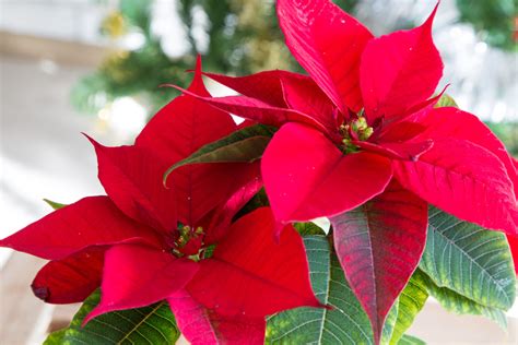 Poinsettia Care & Growing Guide | Jung Seed’s Gardening Blog