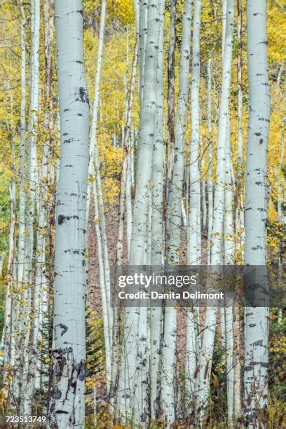 282 Aspen Wood Texture Stock Photos, High-Res Pictures, and Images - Getty Images