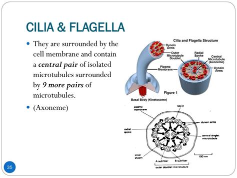 PPT - APICAL SURFACE MODIFICATIONS OF THE CELL PowerPoint Presentation ...