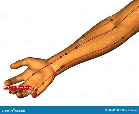 Acupuncture Point HT9 Shaochong, 3D Illustration, White Background ...