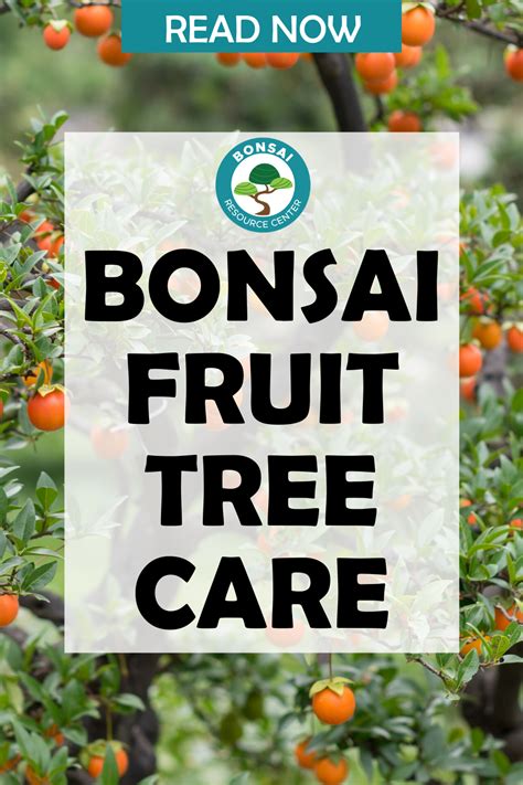 Bonsai Fruit Tree Care