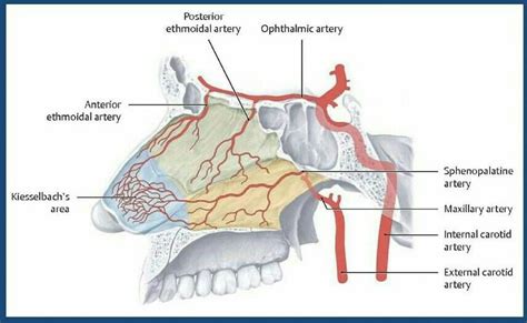 ethmoidal artery – Liberal Dictionary