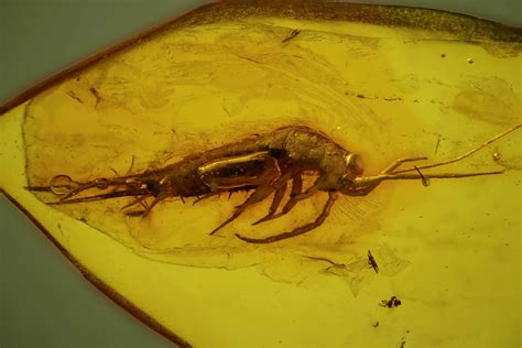 Fossil Bristletail (Archaeognatha) In Baltic Amber (#142194) For Sale - FossilEra.com