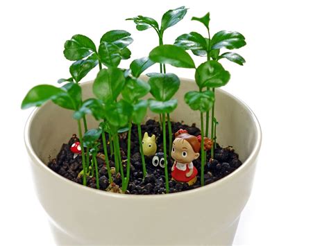 Free Images : flower, pot, food, green, herb, produce, vegetable, ceramic, soil, decorative ...