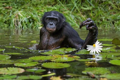 BONOBO | Bonobo, Animals, Animals beautiful